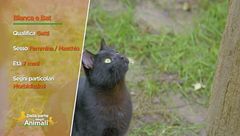 Due gattini in cerca di una casa