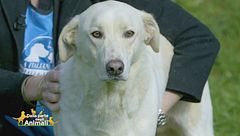 John, uno splendido cagnolone