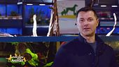 Le curiosità del dog trainer
