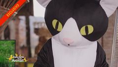 Il gatto si racconta