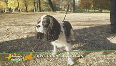 Dove dorme il tuo cane?