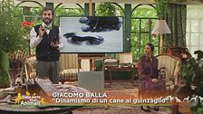 "Dinamismo di un cane al guinzaglio"