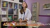 La corretta alimentazione dei gattini