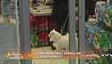 Cosa pensi degli animali nei luoghi pubblici?