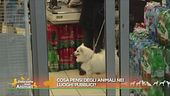 Cosa pensi degli animali nei luoghi pubblici?