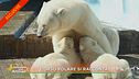 L'orso polare si racconta