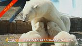 L'orso polare si racconta