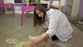L'alimentazione ideale per il cane