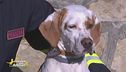 Pina, la cagnolina che insegna legalità