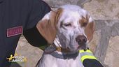 Pina, la cagnolina che insegna legalità