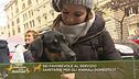 Sei favorevole al servizio sanitario per gli animali domestici?