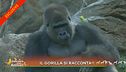 Il gorilla si racconta