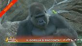 Il gorilla si racconta