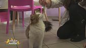 L'alimentazione dei gatti a pelo lungo