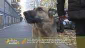 Animali e famiglia