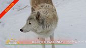 Il lupo si racconta