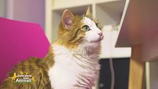 L'alimentazione del gatto adulto