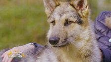 Asso, un bellissimo lupo cecoslovacco