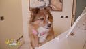 Lucky il cane social