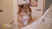 Lucky il cane social