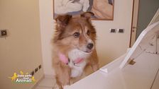 Lucky il cane social
