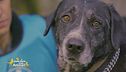 Nerone un cagnolone buonissimo di 8 anni