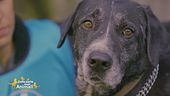Nerone un cagnolone buonissimo di 8 anni