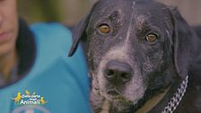Nerone un cagnolone buonissimo di 8 anni