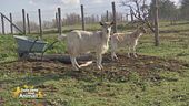 I proverbi a tema animale
