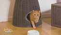 I gatti: i consigli del veterinario