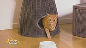 I gatti: i consigli del veterinario
