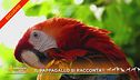 Il pappagallo si racconta