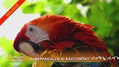 Il pappagallo si racconta