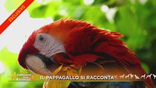 Il pappagallo si racconta