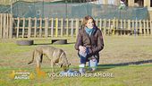 Volontari per amore