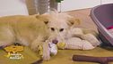 L'importanza del gioco, i consigli della veterinaria