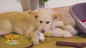 L'importanza del gioco, i consigli della veterinaria