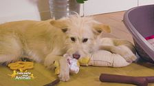 L'importanza del gioco, i consigli della veterinaria
