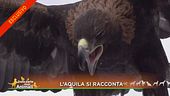 L'aquila si racconta