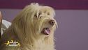 La nutrizione di cani e gatti