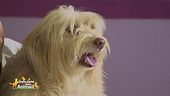 La nutrizione di cani e gatti
