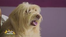 La nutrizione di cani e gatti