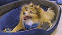 I saluti social presentati da Lucky