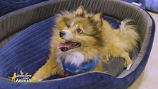 I saluti social presentati da Lucky