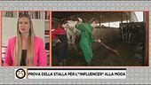 Prova della stalla