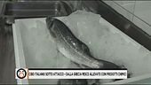 Il pesce greco invade le nostre tavole