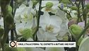 L'Italia è ferma: "io, costretto a buttare i miei fiori"