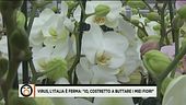 L'Italia è ferma: "io, costretto a buttare i miei fiori"