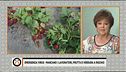 Frutta e verdura stanno marcendo, non c'è nessuno a raccoglierle