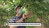 Virus, italiani senza lavoro si reinventano: "Così ci diamo da fare nei campi"